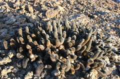 Brachycereus nesioticus