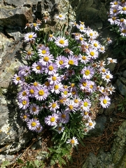 Erigeron subglaber