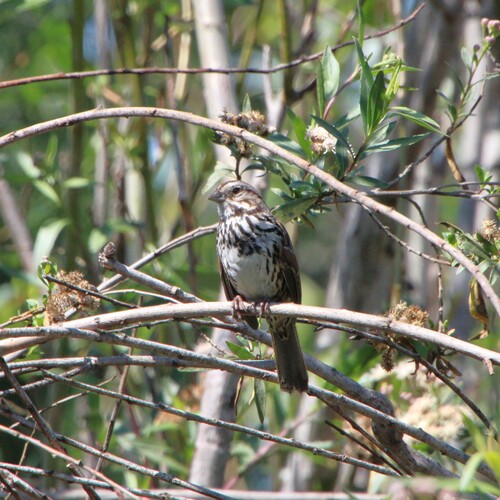 iNaturalist observation photo of Song Sparrow