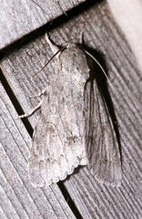 Acronicta americana