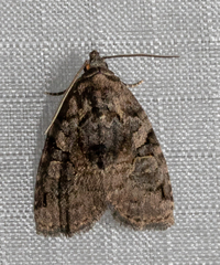 Pseudeustrotia indeterminata