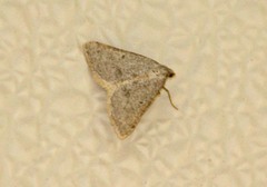 Macaria saphenata