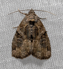 Pseudeustrotia indeterminata