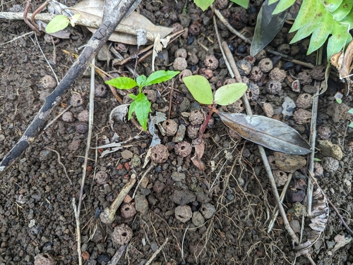 Elaeocarpus angustifolius (Elaeocarpus angustifolius)