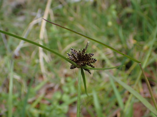 Cyperus sanguinolentus observed 2025-03-29