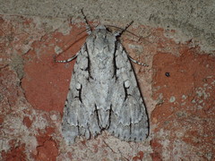 Acronicta hasta
