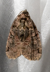 Pseudeustrotia indeterminata