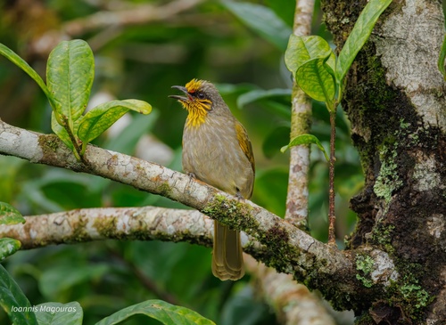 Stripe-throated Bulbul (Pycnonotus finlaysoni), photo 8