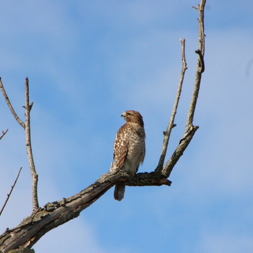 iNaturalist observation photo of Red-shouldered Hawk