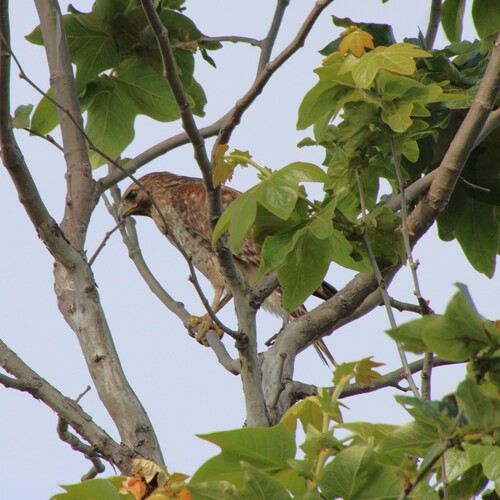 iNaturalist observation photo of Red-shouldered Hawk