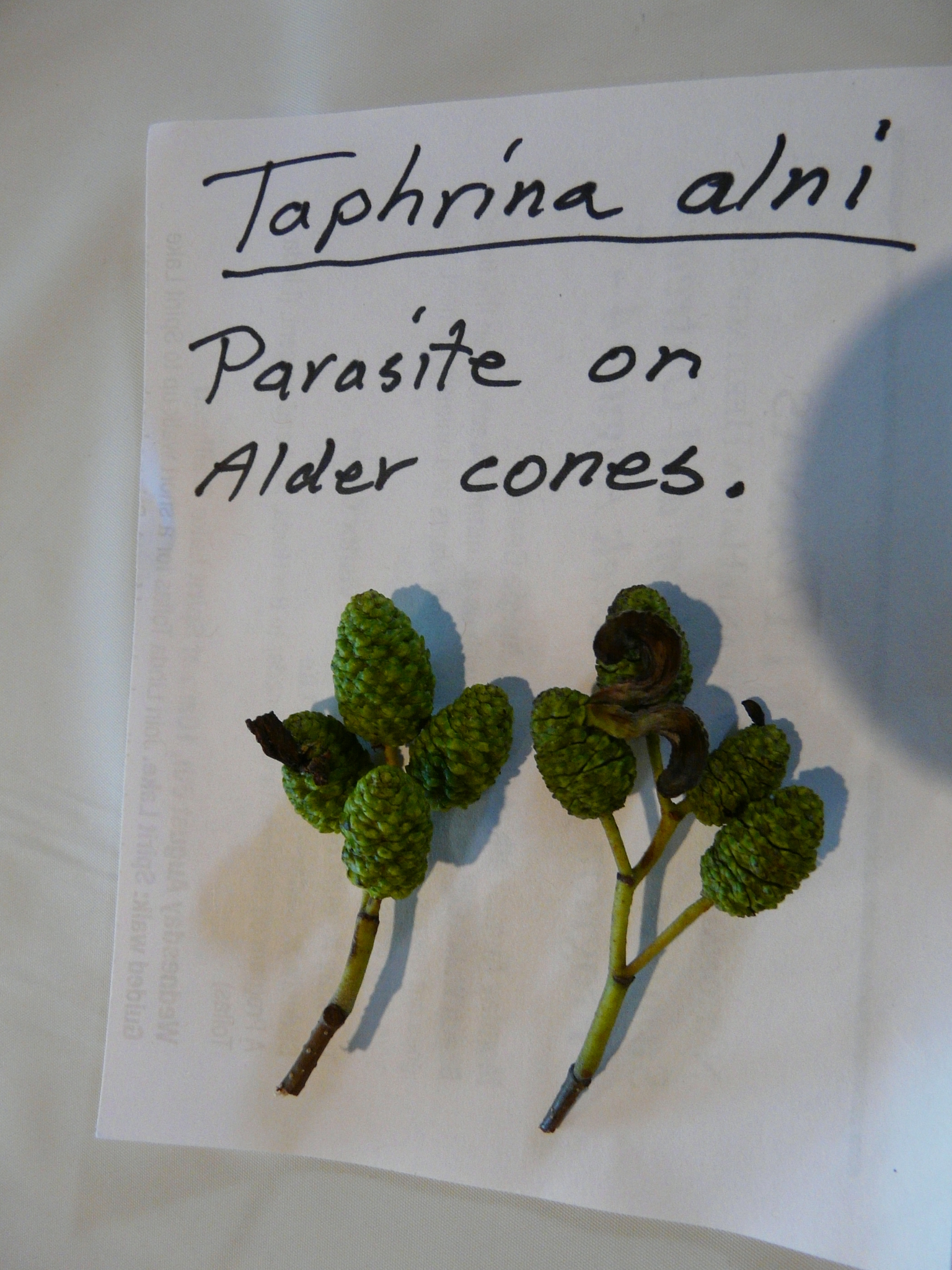 Taphrinaceae image