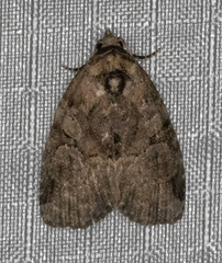 Pseudeustrotia indeterminata