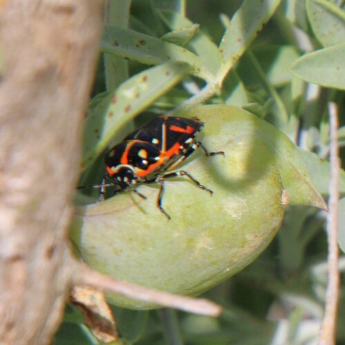 iNaturalist observation photo of Harlequin Bug