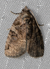 Pseudeustrotia indeterminata