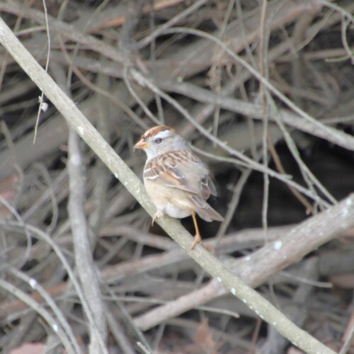 iNaturalist observation photo of White-crowned Sparrow