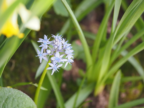 Image of Hyacinthoides italica by (c) John Lyden, some rights reserved (CC BY)
