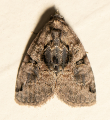 Pseudeustrotia indeterminata