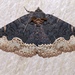 Horrid Zale Moth - Photo (c) Laura Gaudette, some rights reserved (CC BY), uploaded by Laura Gaudette