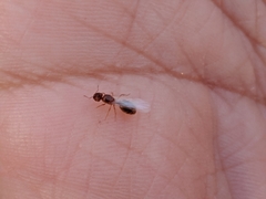 Pheidole bicarinata