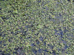 Spirodela polyrhiza