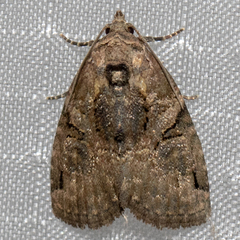 Pseudeustrotia indeterminata