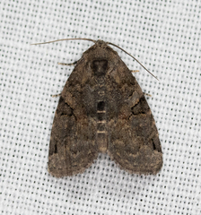 Pseudeustrotia indeterminata