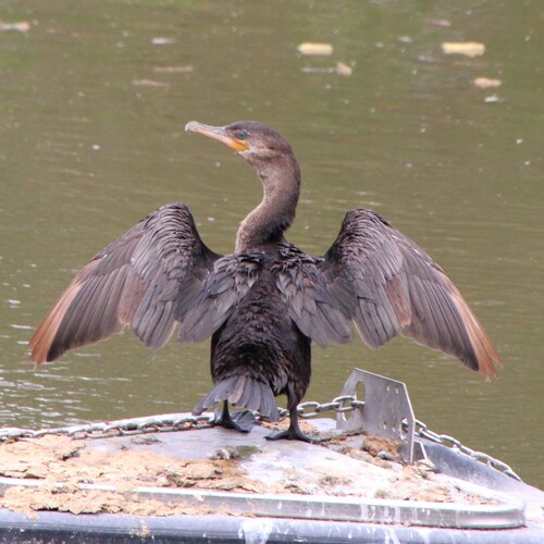iNaturalist observation photo of Double-crested Cormorant
