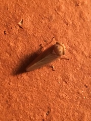 Agalliini