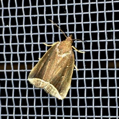 Capis curvata