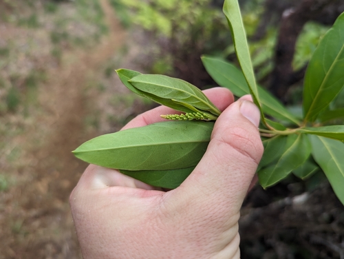 Image of Citharexylum caudatum by (c) Alexander Wentworth, some rights reserved (CC BY)