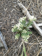 Sedum cockerellii