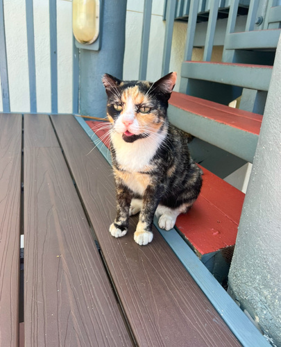Felis catus observed 2025-01-18