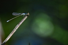 Nehalennia pallidula