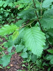 Alnus incana tenuifolia