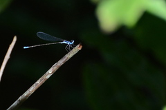 Nehalennia pallidula