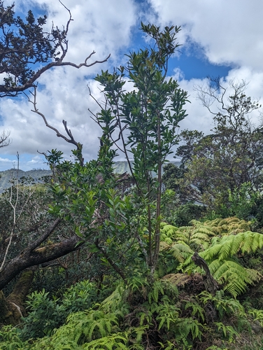 Image of Citharexylum caudatum by (c) Alexander Wentworth, some rights reserved (CC BY)