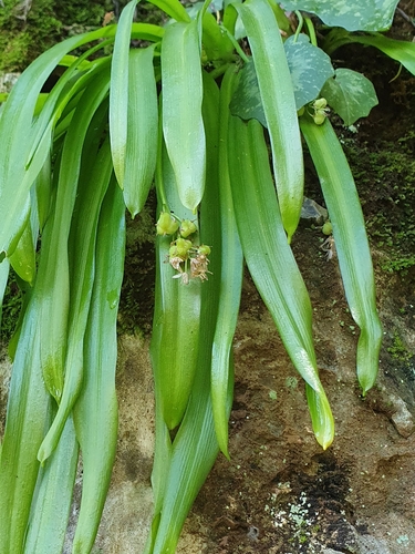 Scilla messeniaca