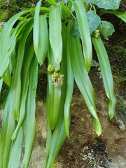 Scilla messeniaca