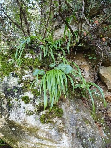 Scilla messeniaca
