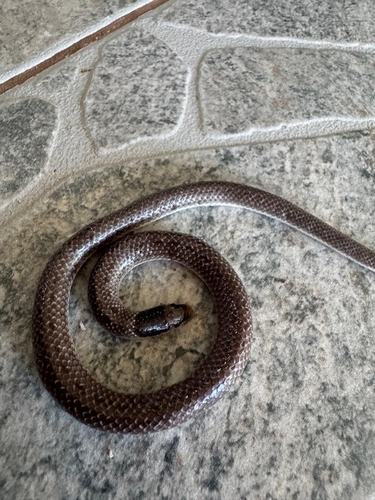 Photo of a Angola Shovel-snout (Prosymna angolensis)