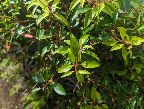 Image of Metrosideros tremuloides by (c) Alexander Wentworth, some rights reserved (CC BY)