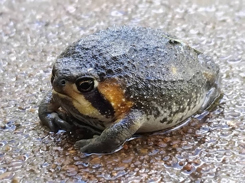 Power's Rain Frog