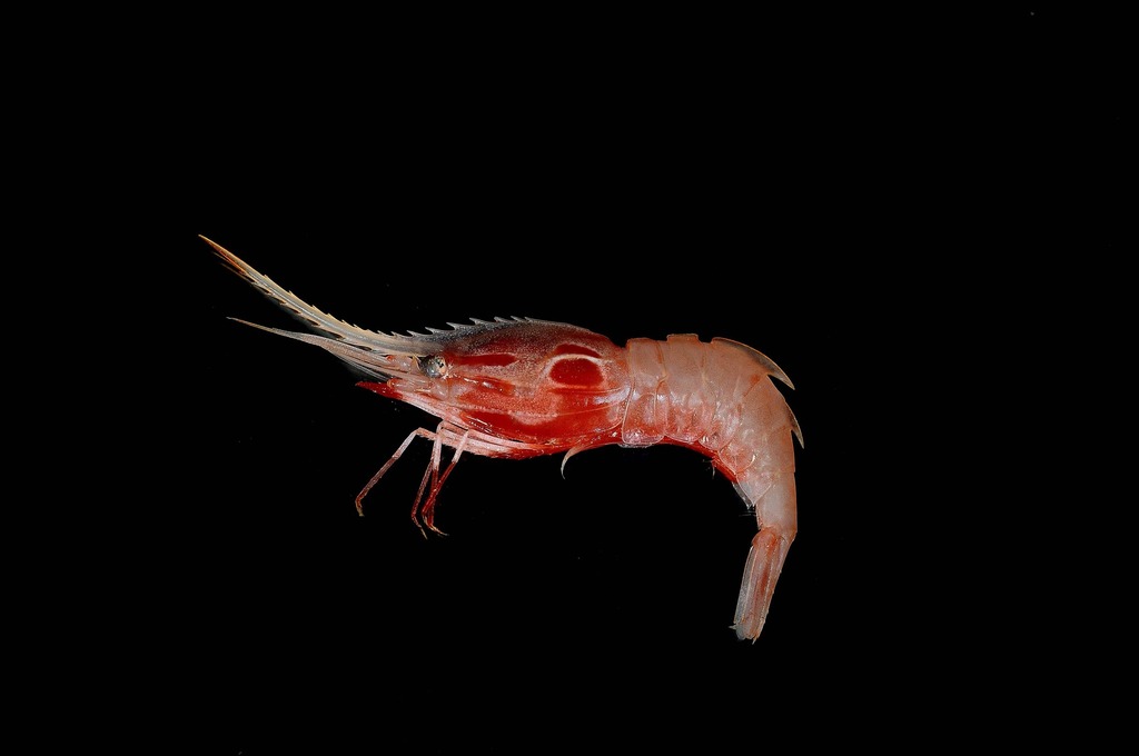 Heterocarpus
