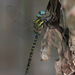 Turquoise-tipped Darner - Photo (c) Eric Isley, some rights reserved (CC BY-NC)