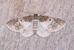 Hydrelia lucata