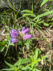 Penstemon heterodoxus