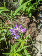 Penstemon heterodoxus