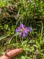 Penstemon heterodoxus