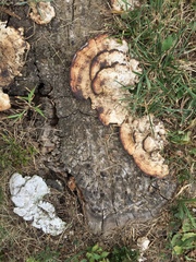 Fungi
