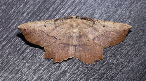 Muzaria euchlaena moth photo 4
